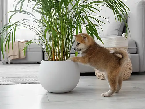 All Plants
