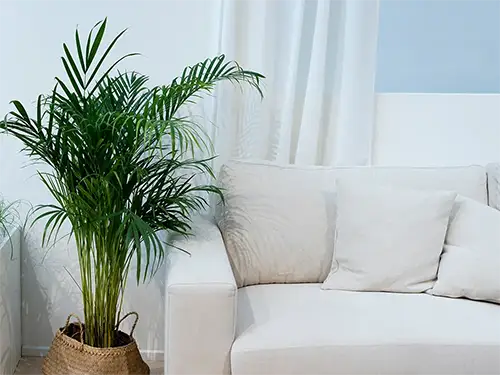 Large Plants