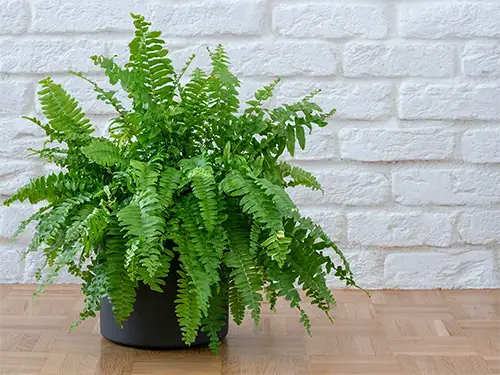 Medium Plants
