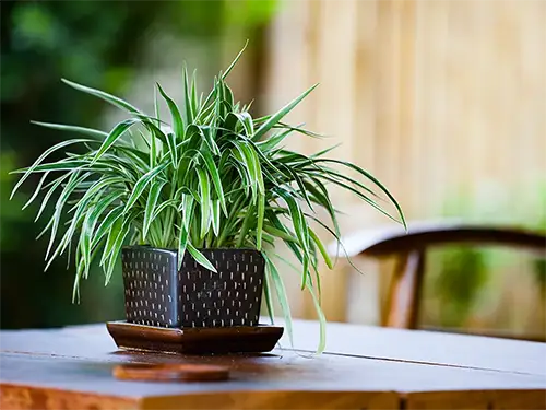 Small Plants