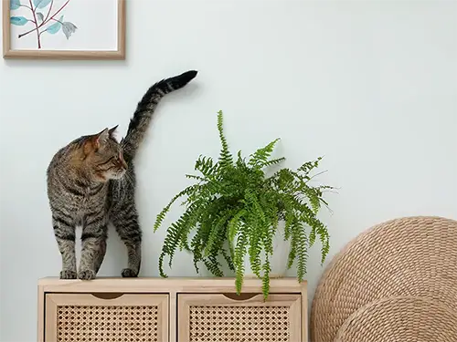 Ferns