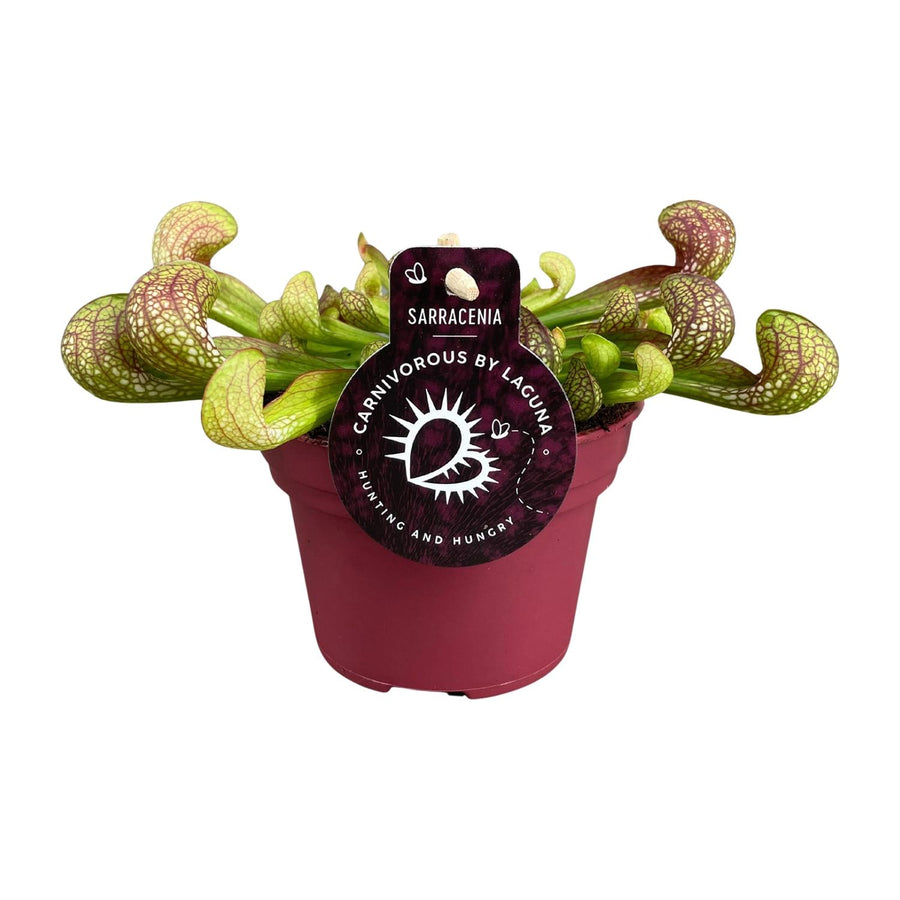 Carnivorous plant in a pot with a label on a white background