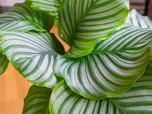 For Plant Enthusiasts