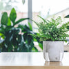 Asplenium Antiquum Parvati – Grand