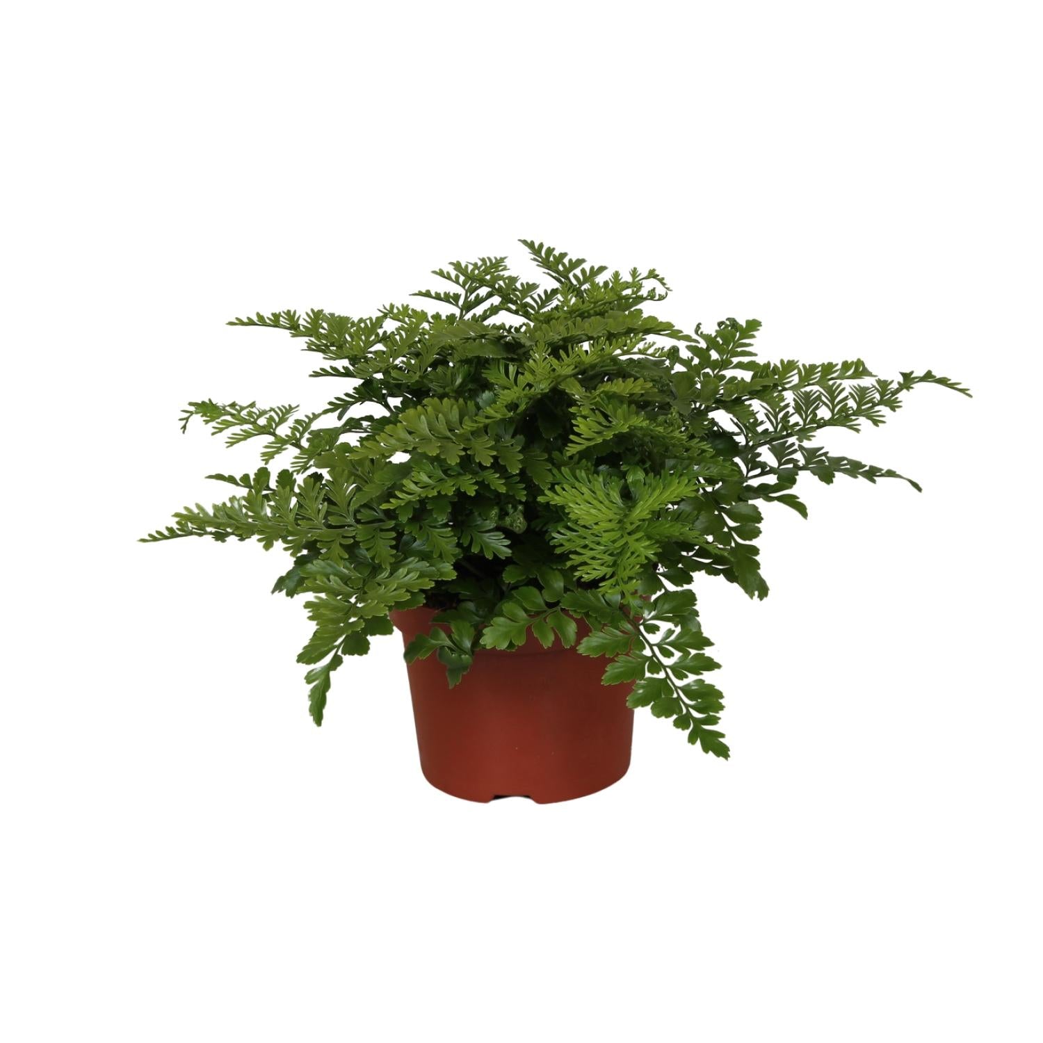 Asplenium Antiquum Parvati - Small