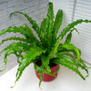 Asplenium Antiquum (M) + Ziertopf