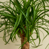 Beaucarnea Recurvata – Petit