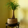 Beaucarnea Recurvata – Moyen