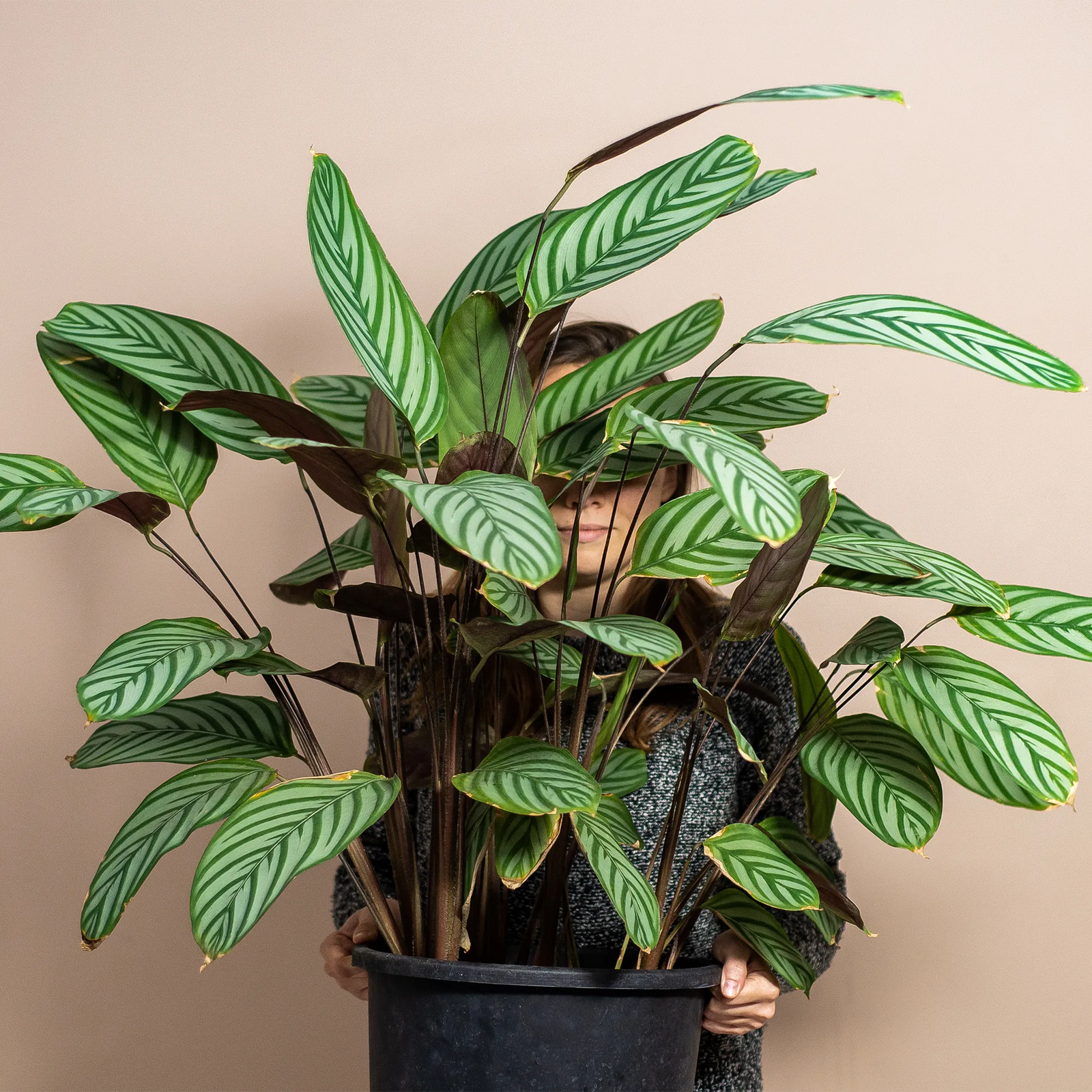 Calathea