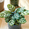 Calathea ‘Makoyana’ (M) ×2 – Offre duo