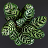 Calathea ‘Makoyana’ (M) ×2 – Offre duo