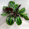 Calathea ‘Medallion’ – Grand