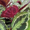 Calathea ‘Medallion’ – Grand