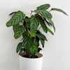 Calathea ‘Oppenheimiana’