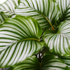 Calathea ‘Orbifolia’ – Groot