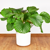 Calathea ‘Orbifolia’ – Groot