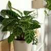 Calathea ‘Zebrina’