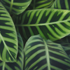 Calathea ‘Zebrina’