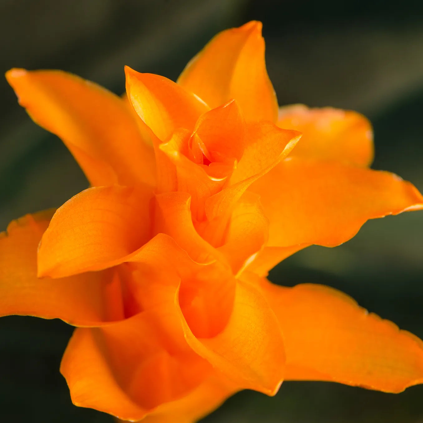 Close-up of Calathea Crocate flower with a dark background