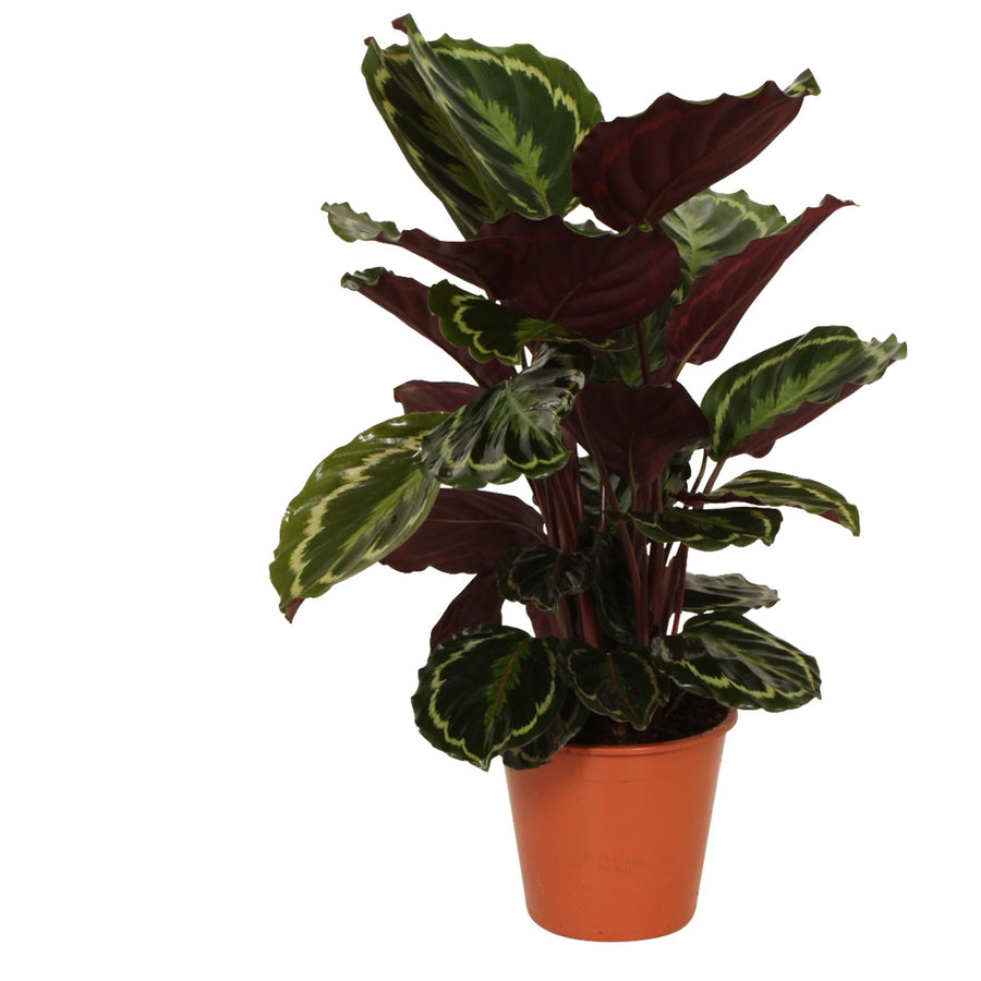 Calathea ‘Medallion’ – Grand