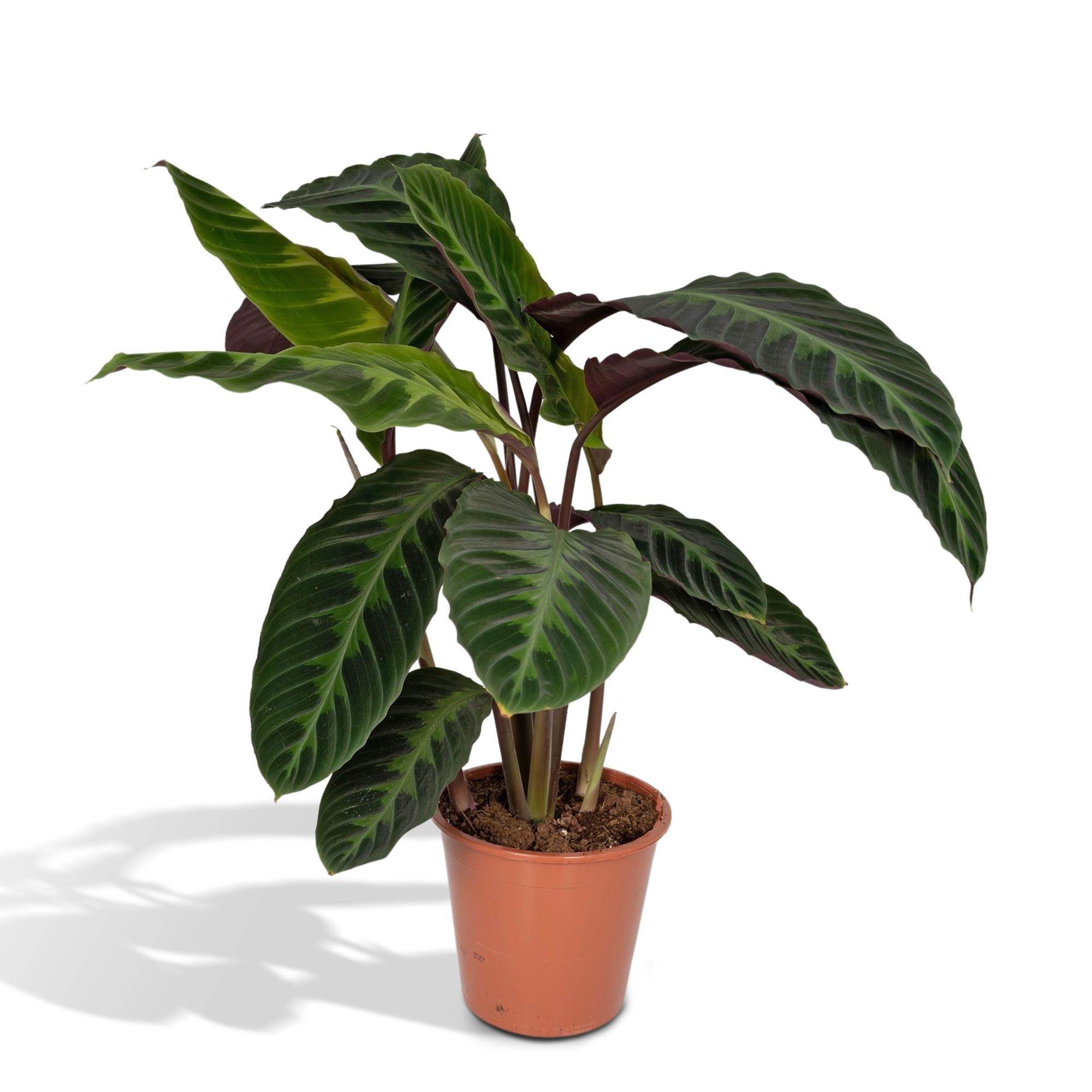 Calathea ‘Warscewiczii’ – Grand