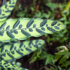 Calathea lancifolia ‘Insignis’ – Mittel