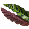 Calathea lancifolia ‘Insignis’ – Mittel