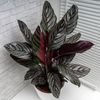 Calathea ‘Ornata’ – Très grande taille