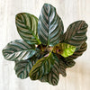 Calathea ‘Ornata’ – Grand