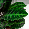 Calathea ‘Warscewiczii’ – Moyen