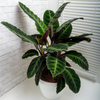 Calathea ‘Warscewiczii’ – Moyen
