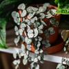 Ceropegia woodii – Medium