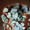 Ceropegia woodii – Medium