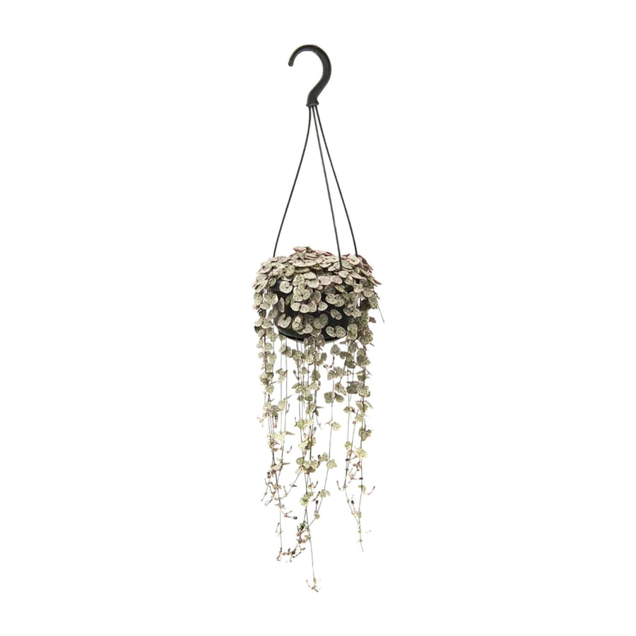 Ceropegia Woodii - Medium