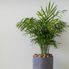 Chamaedorea elegans + Cache-pot décoratif