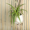 Chlorophytum comosum (Pot suspendu)