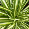 Chlorophytum comosum (Pot suspendu)