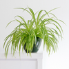 Chlorophytum comosum