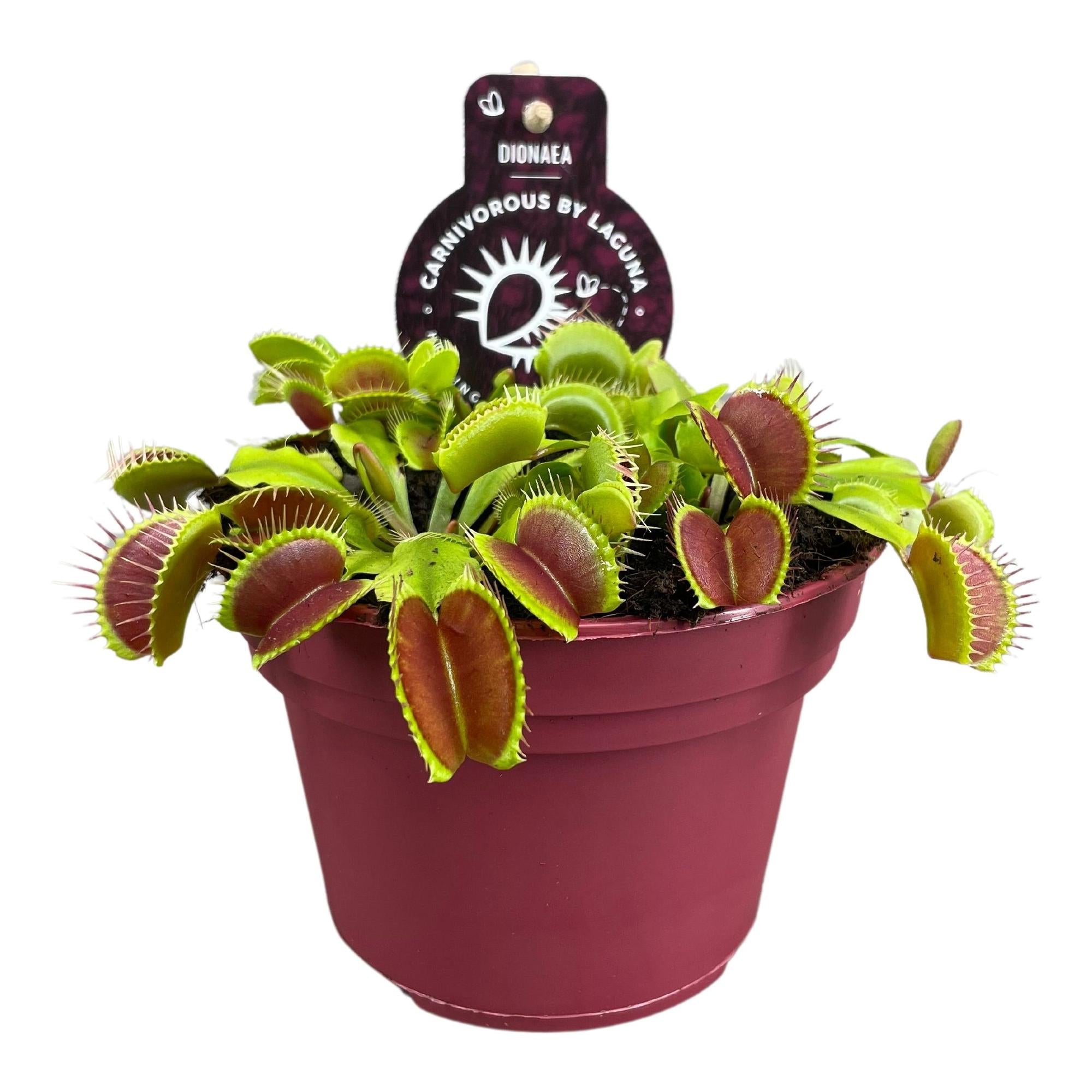 Dionaea Muscipula