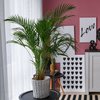 Dypsis lutescens – Moyen