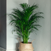 Dypsis lutescens – Moyen
