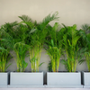 Dypsis lutescens – Grand