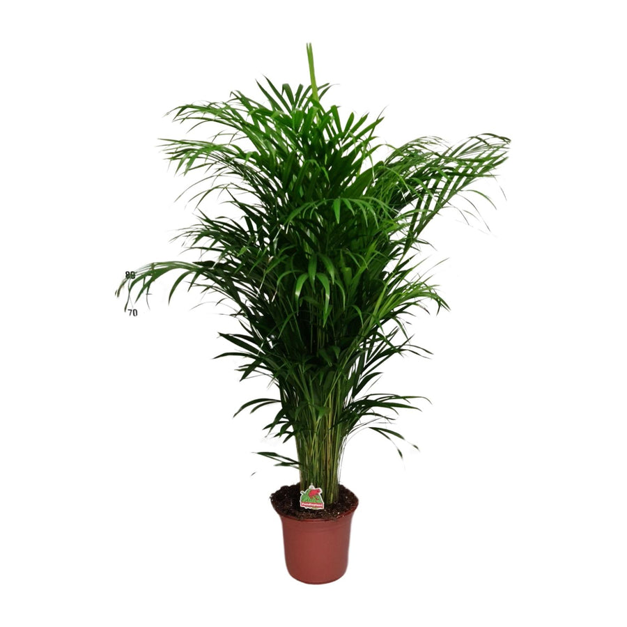 Dypsis Lutescens - Large