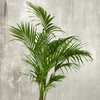 Howea forsteriana – Extra Groß