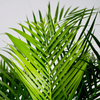 Howea forsteriana – Grand