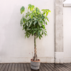Pachira aquatica – Extra groot