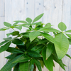 Pachira aquatica (XL) + Dekotopf