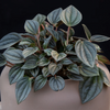 Peperomia ‘Napoli Nights’