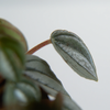 Peperomia ‘Napoli Nights’