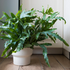 Phlebodium aureum ‘Blue Star’ – Hangpot
